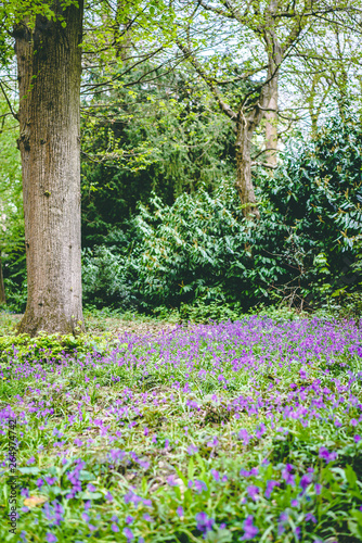 Fototapeta Naklejka Na Ścianę i Meble -  Purple Flowers in English Forest 2