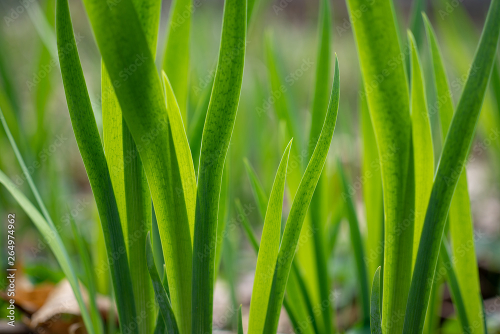 pattern of green vertical leaves in the spring pattern of green vertical leaves in the spring