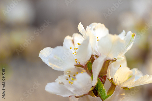 the blossoming flowers of fruit-trees in the spring. macro
