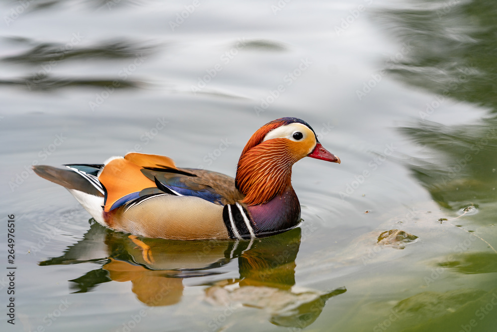 Mandarin duck on the lake in England Mandarin duck on the lake in England