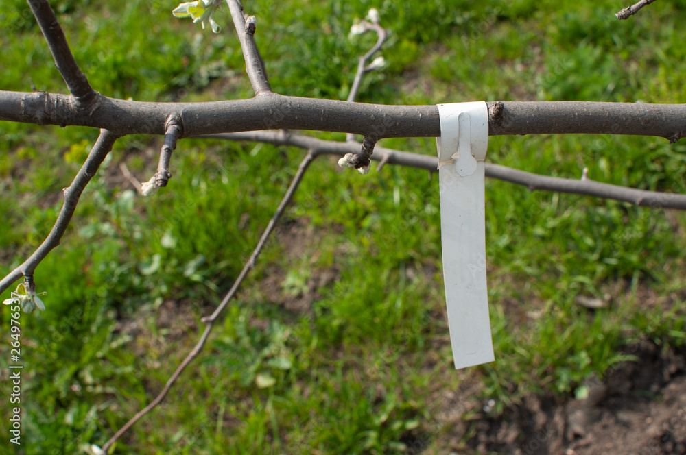 Fototapeta premium young tree seedlings