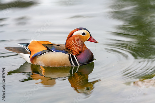 Mandarin duck on the lake in England