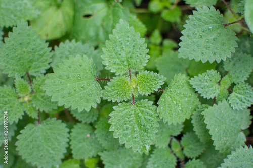 Nettle Plant