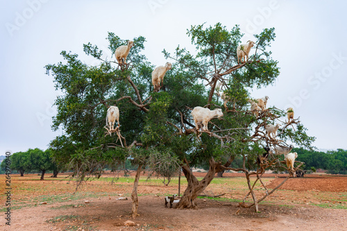 Goats Climbing an Argan Tree along the Road to Essaouira Morocco to Marrakech
