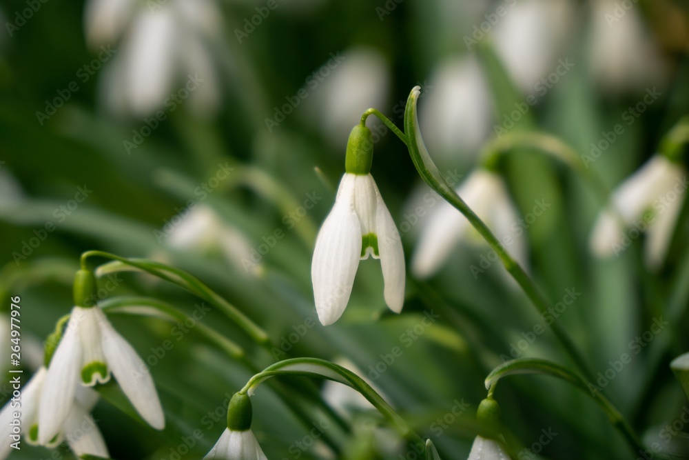 Spring flowering. Snowdrops in the park. Slovakia Spring flowering. Snowdrops in the park. Slovakia