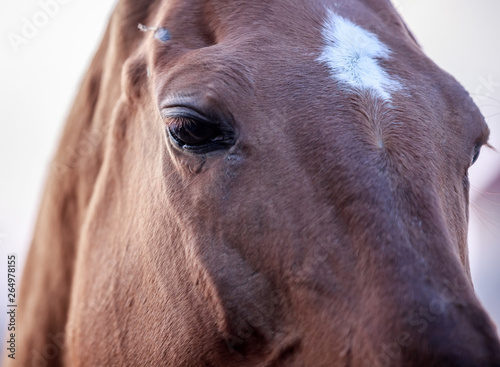 Close portrait of a red horse