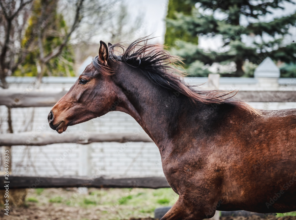 Beautiful mare runs in the pen Beautiful mare runs in the pen