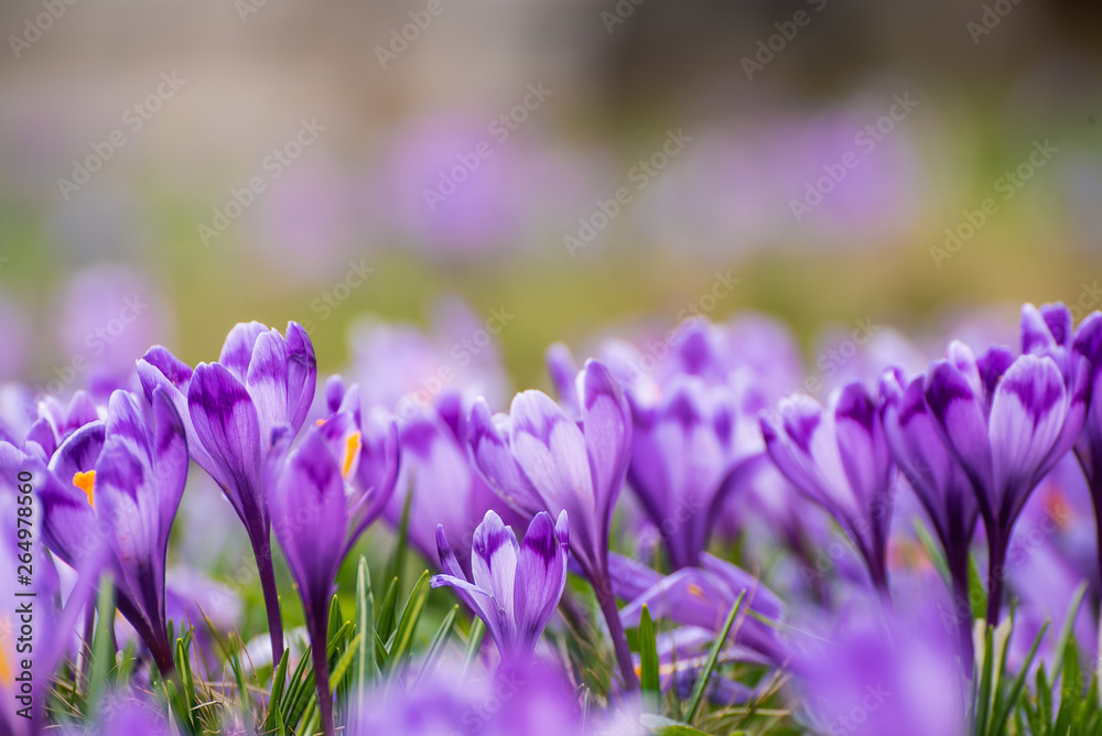 Spring crocus flowers