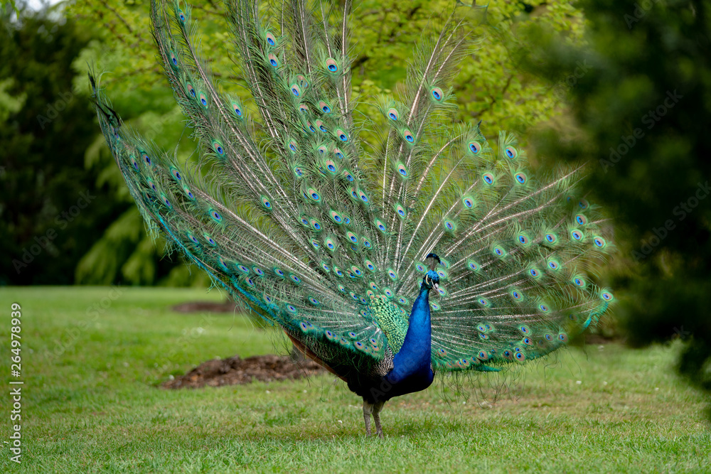 Obraz premium peacock on the grass in the forest
