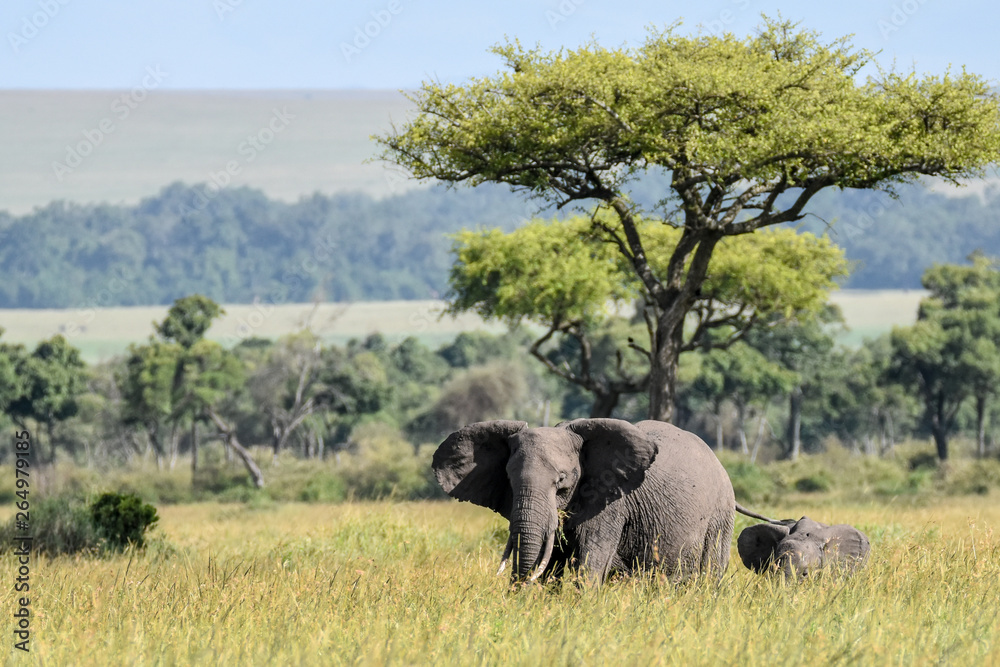Fototapeta premium Wildlife Elefant 