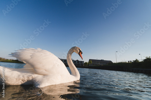 Swan in blue water wide angle lens, low angle shot