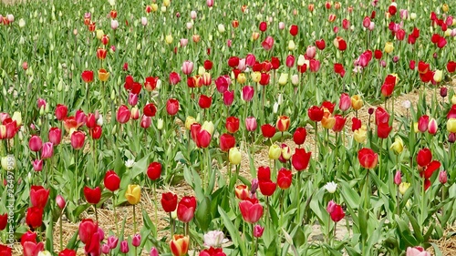 Buntes Tulpenfeld im Bergischen land, Tulpen zum Selberpflücken