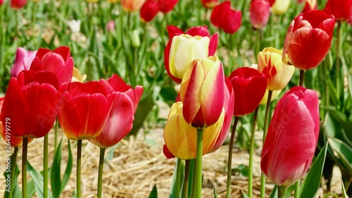 Buntes Tulpenfeld im Bergischen land  Tulpen zum Selberpfl  cken