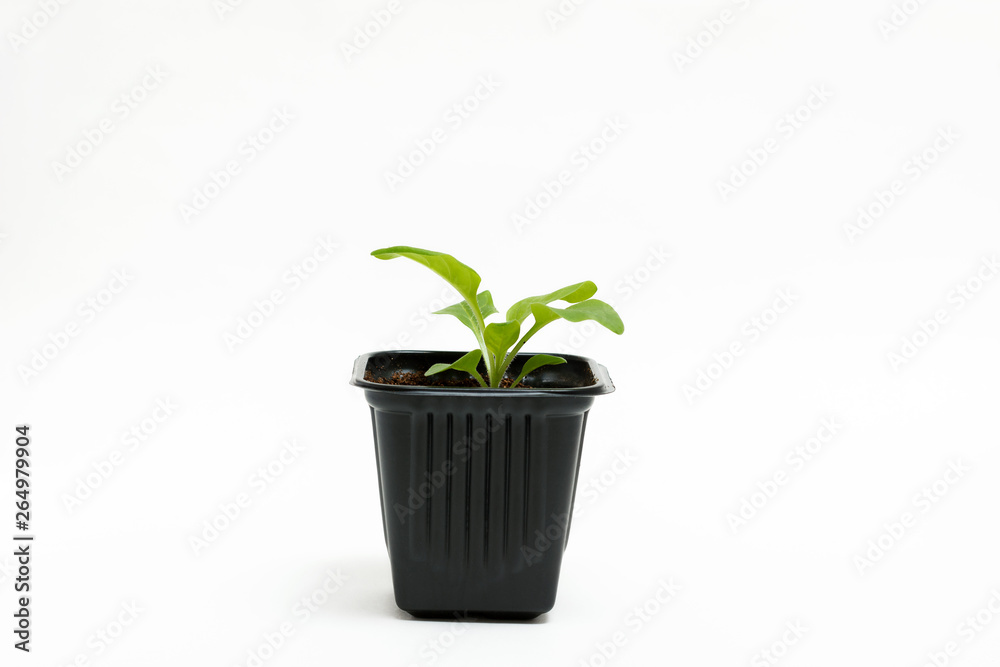 Young green sprout of petunia grows in a pot for seedlings isolated on white background. Close-up.