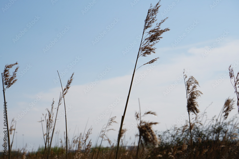 Obraz premium Long Grass