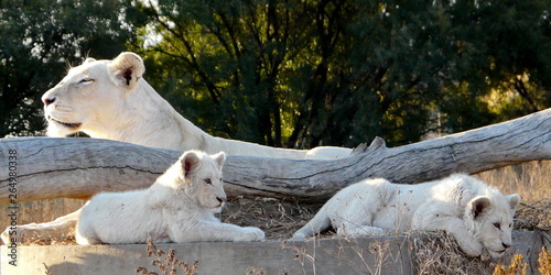 Weiße Löwen Panorama