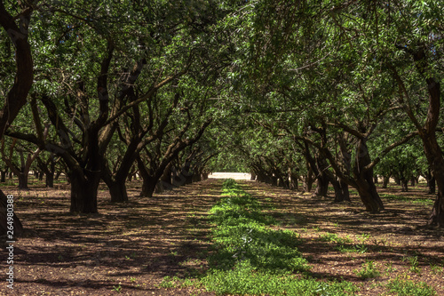 Almond Tree forrest with leading lines and proper framing