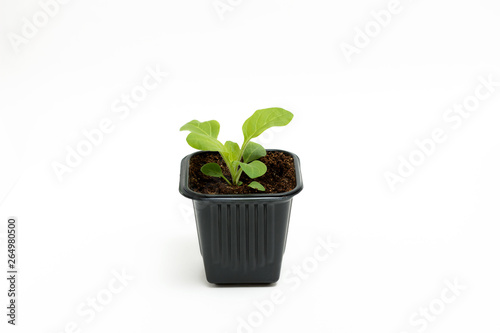 Young green sprout of petunia grows in a pot for seedlings isolated on white background. Close-up.