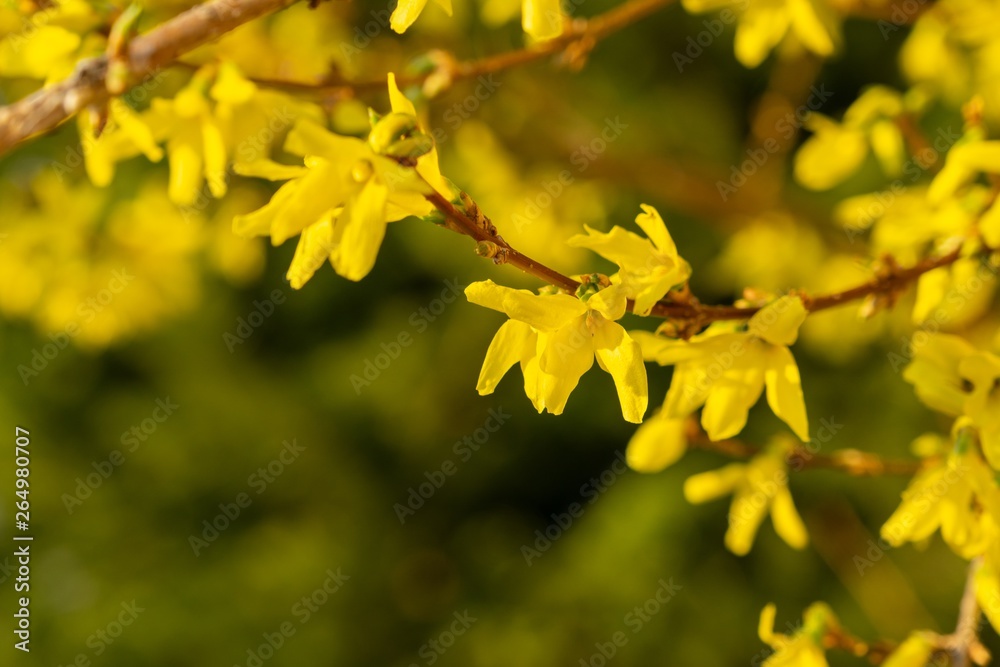 Spring tree flowering - Forsythia flower. Slovakia Spring tree flowering - Forsythia flower. Slovakia