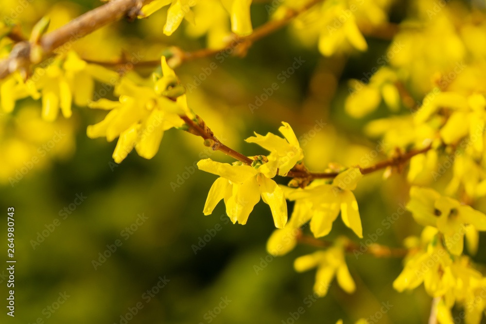 Spring tree flowering - Forsythia flower. Slovakia Spring tree flowering - Forsythia flower. Slovakia