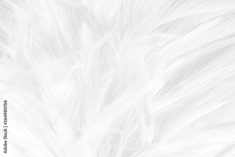 Beautiful macro white feather pattern texture background Beautiful macro white feather pattern texture background