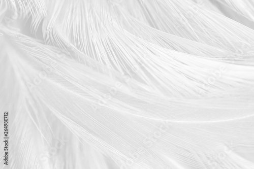 Fototapeta Naklejka Na Ścianę i Meble -  Beautiful macro white feather pattern texture background