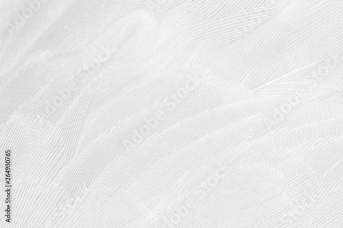 Beautiful macro white feather pattern texture background