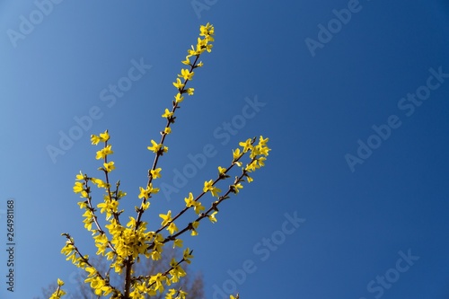 Spring tree flowering - Forsythia flower. Slovakia