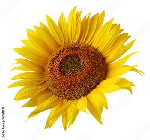 yellow sunflower flower isolated on white background #264981363