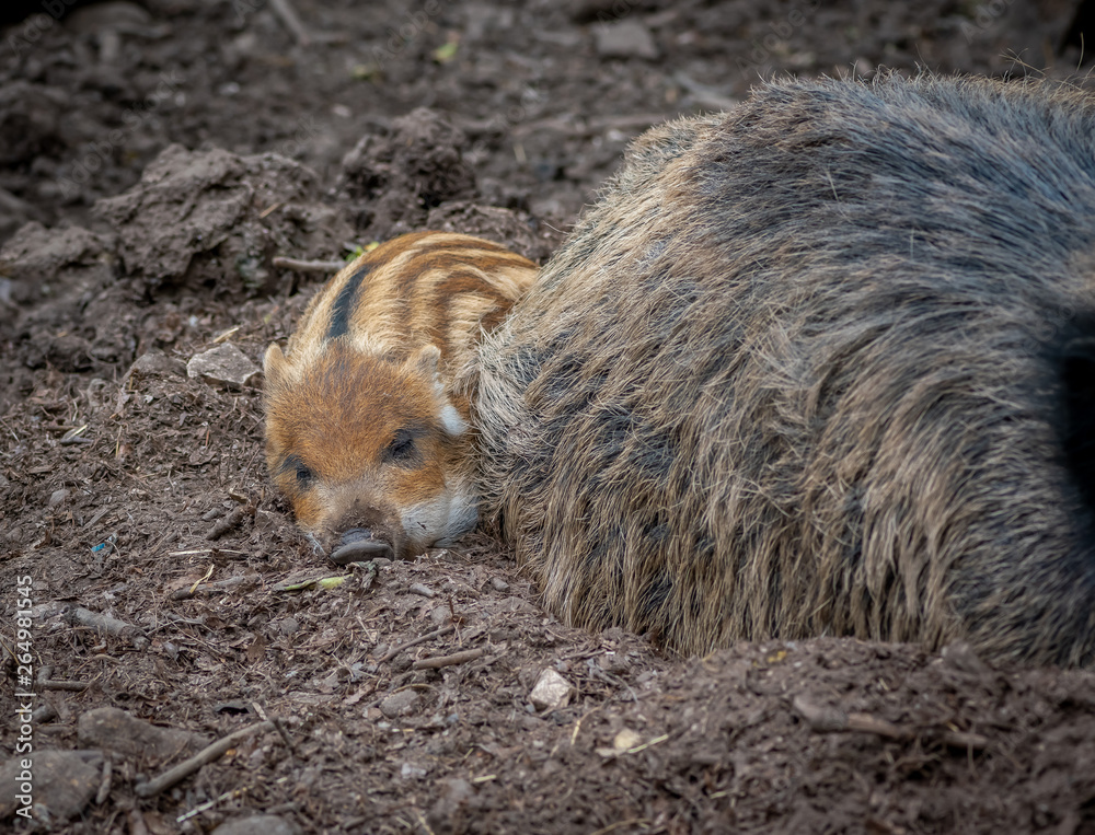 Wild boar and baby boar in the forest Wild boar and baby boar in the forest