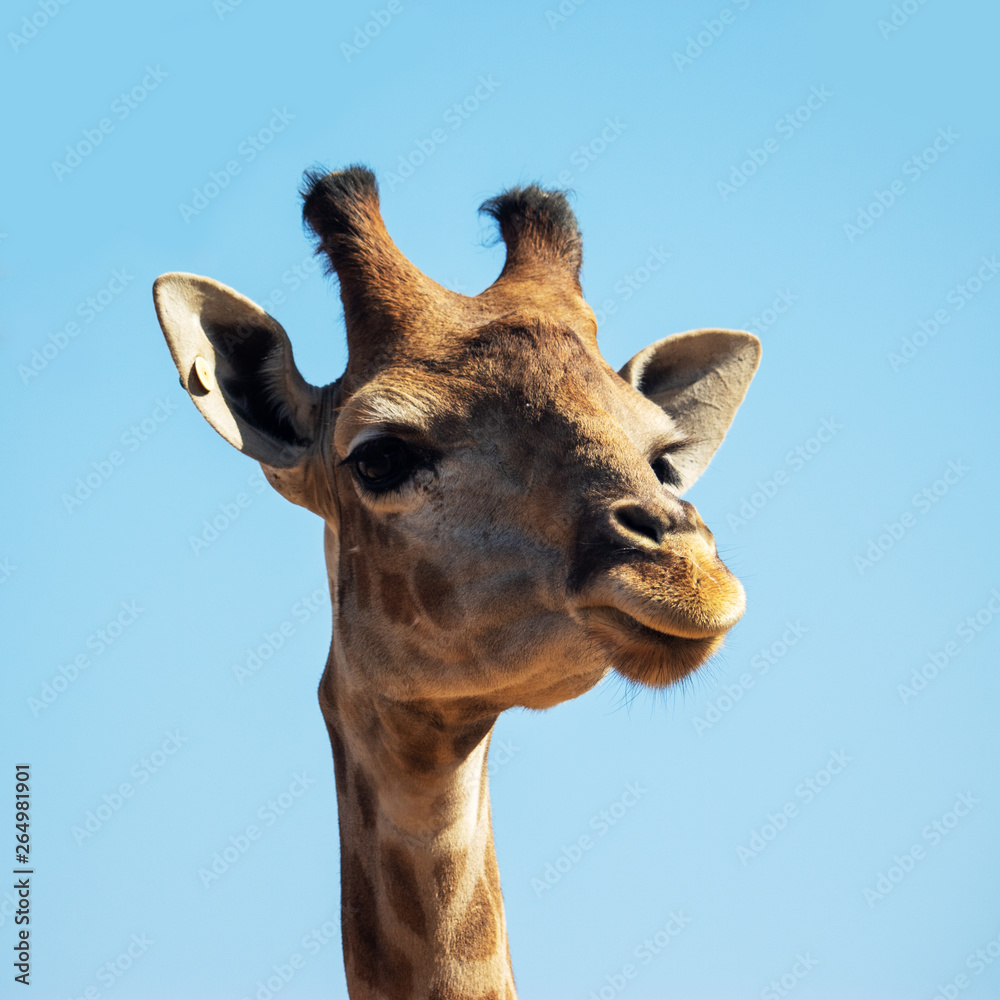 Naklejka premium portrait of giraffe
