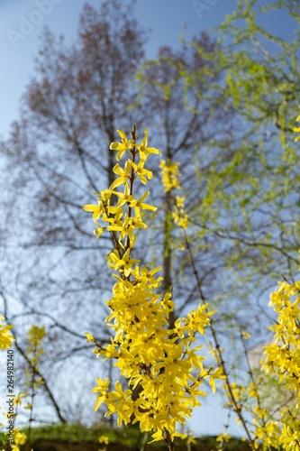 Spring tree flowering - Forsythia flower. Slovakia