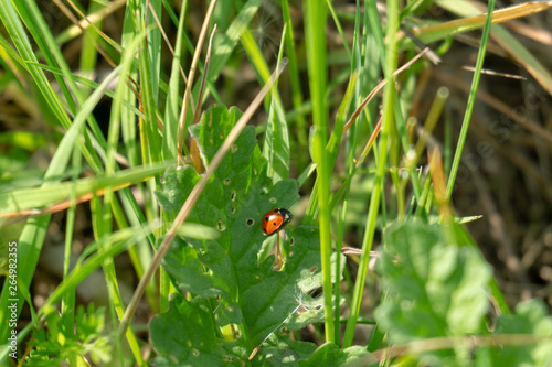 Marienkäfer im Gras