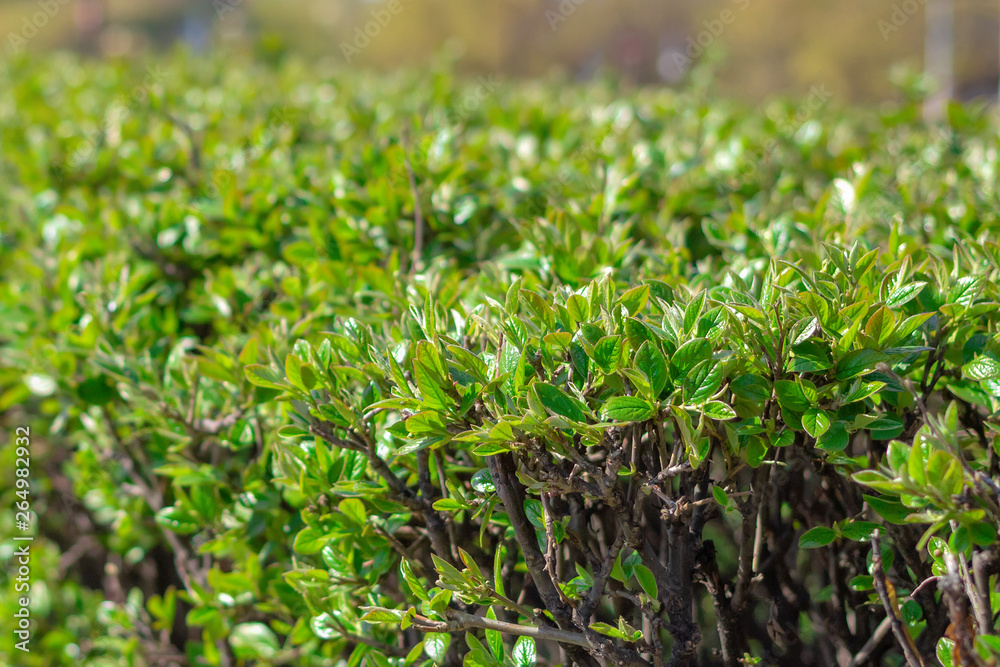 Green leaves on branches of shrub Green leaves on branches of shrub