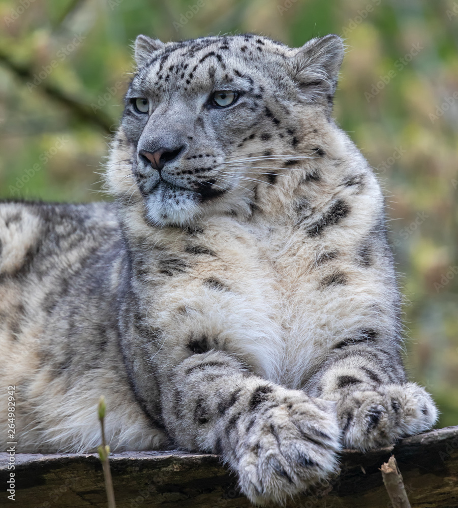 Close-up view of a Snow leopard Close-up view of a Snow leopard