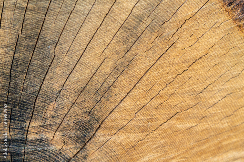 Fototapeta premium Wooden texture of the inside of a trunk 