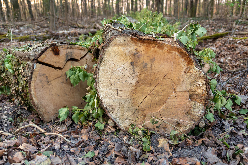 Trunks from big trees with green leaves around, cut and laying in a full of dry leaves forest ground Trunks from big trees with green leaves around, cut and laying in a full of dry leaves forest ground