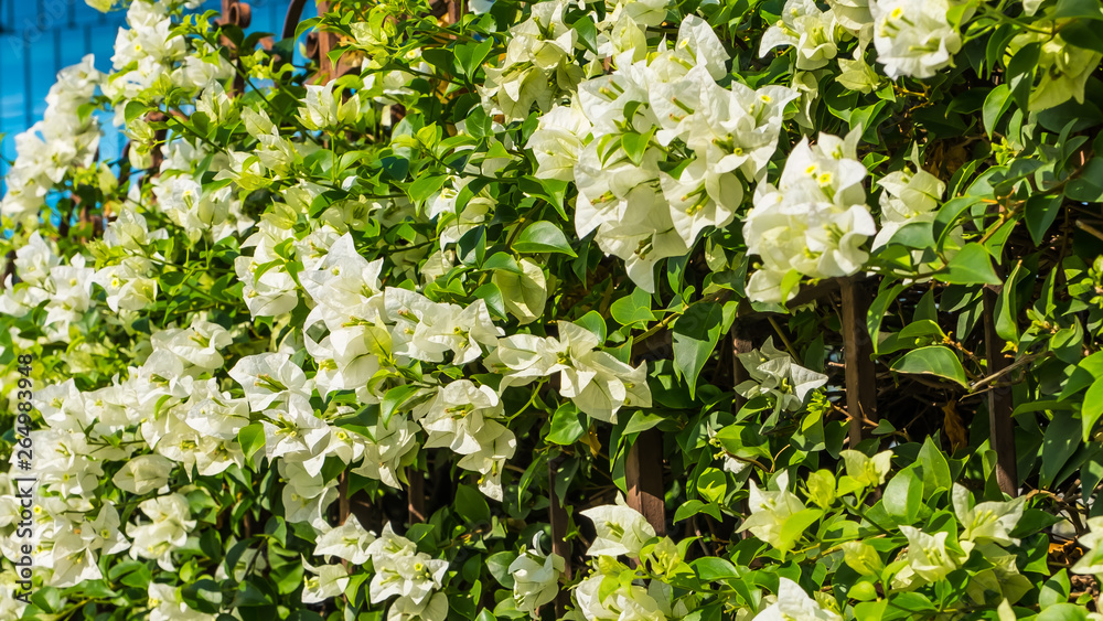 Close up of white flowers at a park in Bangkok Close up of white flowers at a park in Bangkok