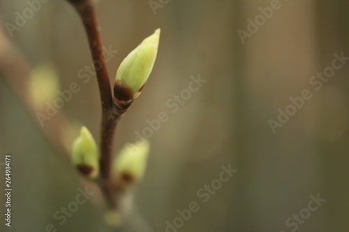 macro photo of blooming green leaves on a tree branch against a blurred bokeh forest background photo