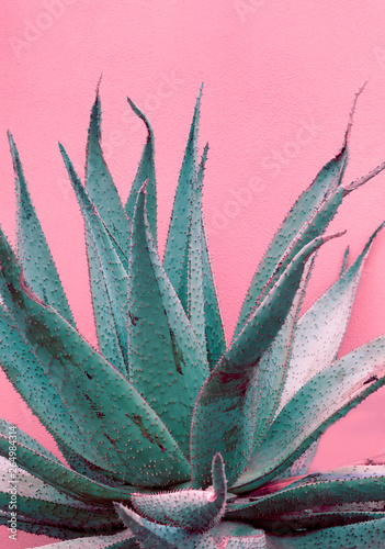 Minimal fashion plants on pink design. Aloe. Canary Island