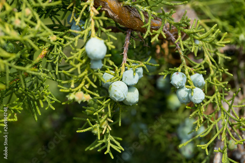 Fruits and foliage of California juniper