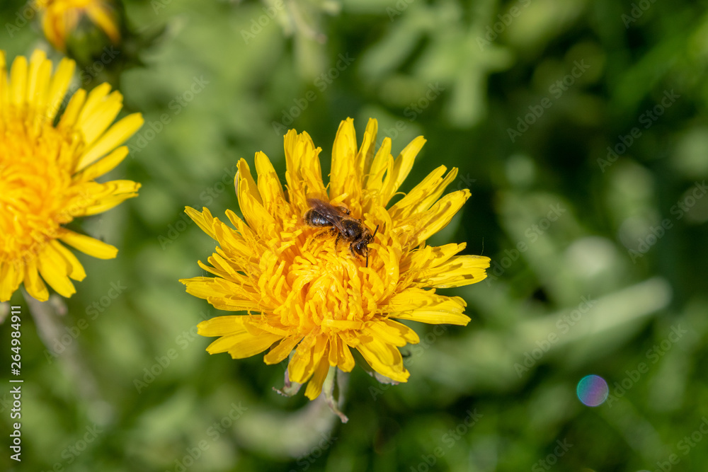 small bee collecting honey on a yellow blooming dandelion small bee collecting honey on a yellow blooming dandelion