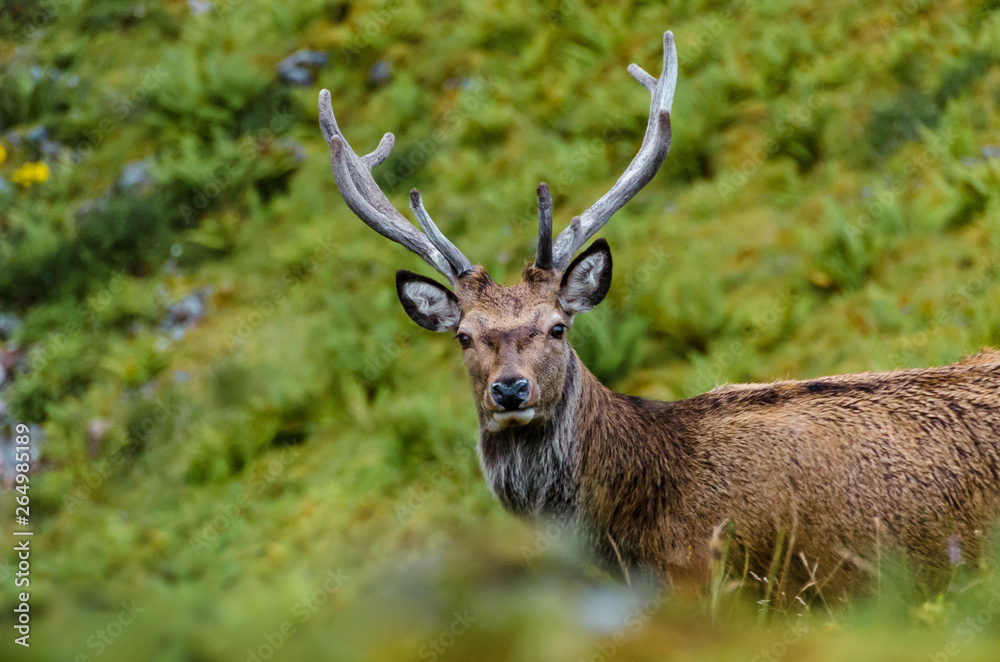 Cerfs dans la montagne sauvage