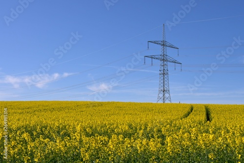 Ein blühendes Rapsfeld mit Strommast im Frühling