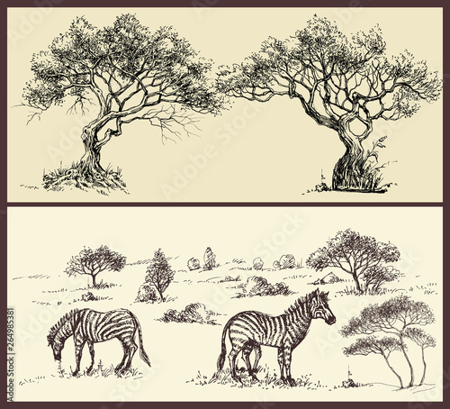 Nature banners set. Trees arch and savanna landscape with zebra