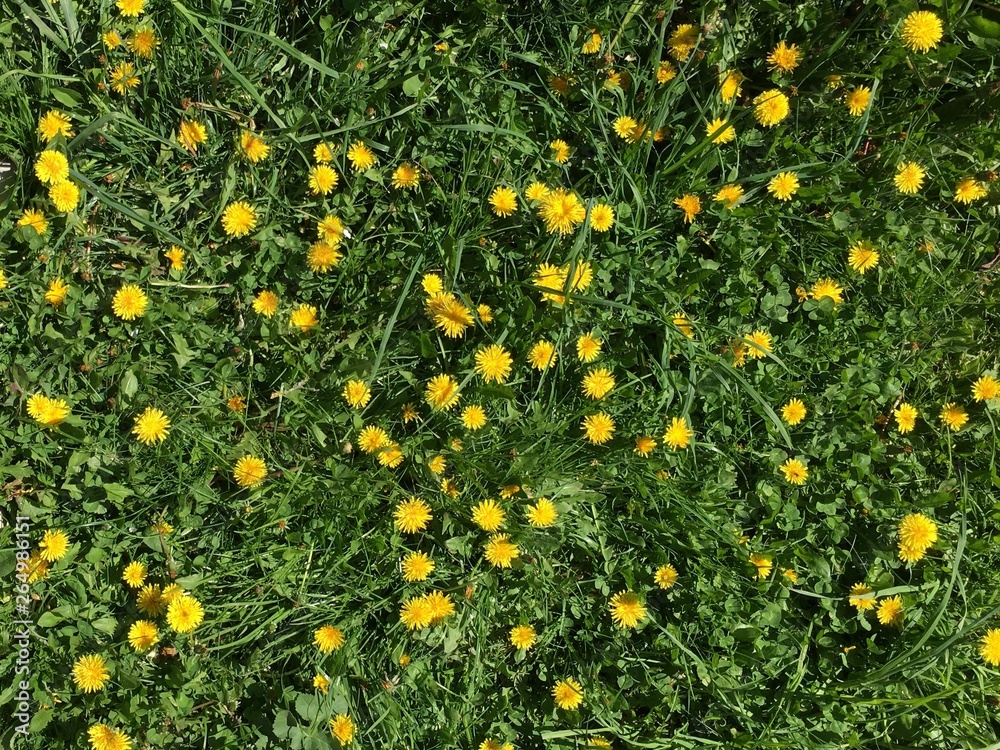 green grass and yellow young dandelions