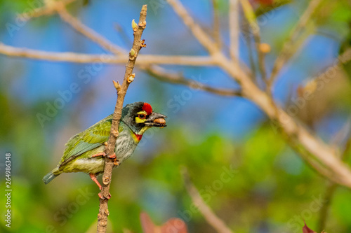 COPPERSMITH BARBET photo