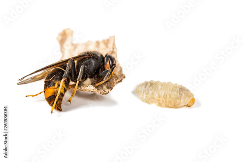 Dead asian hornet with larvae macro in white background