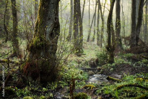 Kleiner Bachlauf im Kaufunger Wald