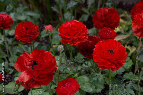 Ranunculus, flowering plants in the family Ranunculaceae.